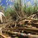 Producción nacional de azúcar ha crecido 91 % en cuatro años, según cañicultores
