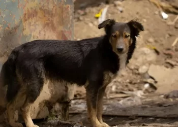 Venezuela prevé penas de hasta seis años de cárcel por violencia contra animales