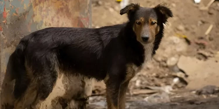 Venezuela prevé penas de hasta seis años de cárcel por violencia contra animales