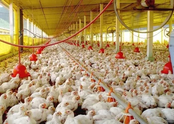 Sector avícola está cubriendo el 61 % de consumo de proteína animal del país