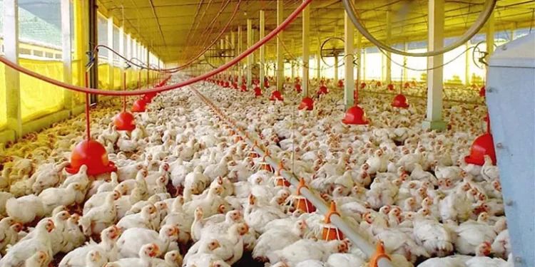 Sector avícola está cubriendo el 61 % de consumo de proteína animal del país