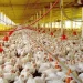 Sector avícola está cubriendo el 61 % de consumo de proteína animal del país