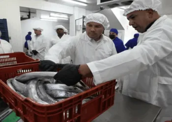 Exportan 24 toneladas de pescado desde el estado Miranda a China