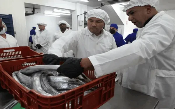 Exportan 24 toneladas de pescado desde el estado Miranda a China