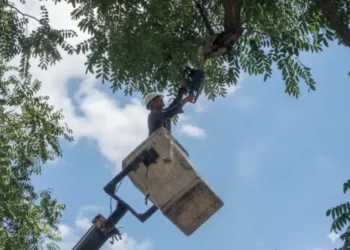 Realizan mantenimiento a circuitos eléctricos de cuatro municipios de Carabobo