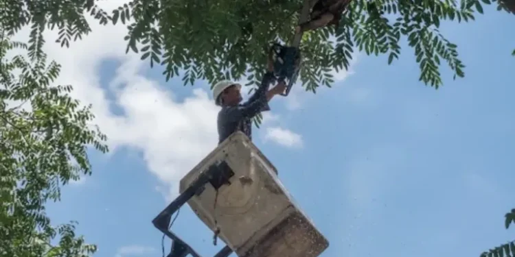 Realizan mantenimiento a circuitos eléctricos de cuatro municipios de Carabobo