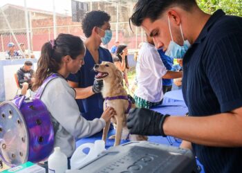 Alcaldía de Naguanagua benefició a más de 150 mascotas en Jornada Veterinaria