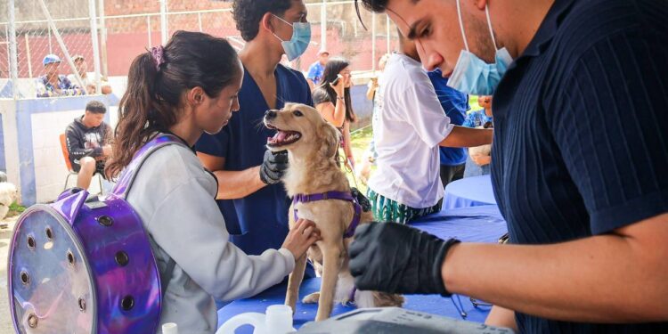 Alcaldía de Naguanagua benefició a más de 150 mascotas en Jornada Veterinaria