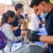 Alcaldía de Naguanagua benefició a más de 150 mascotas en Jornada Veterinaria
