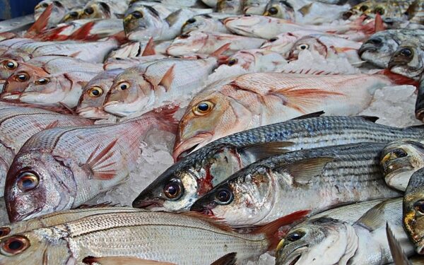 El pescado se ha posicionado como la tercera fuente de proteína