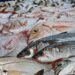 El pescado se ha posicionado como la tercera fuente de proteína
