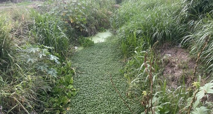 Vecinos de Bucaral II solicitan limpieza del canal