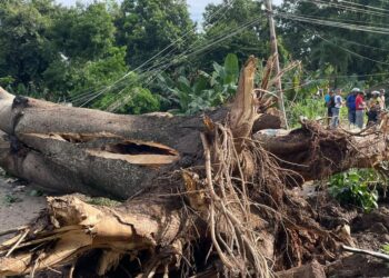 Caída de samán derribó el tendido eléctrico y bloqueó el paso en sector El Frío de Boquerón