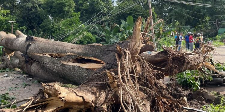 Caída de samán derribó el tendido eléctrico y bloqueó el paso en sector El Frío de Boquerón